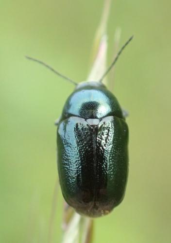 Cryptocephalus sp.
